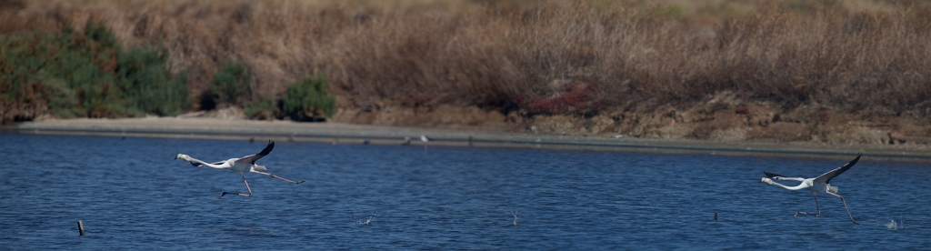 [Group 2]-IMG_0130_IMG_0177-3 images.jpg - Ria formosa